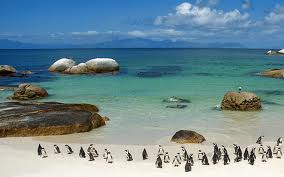 Пингвины на пляже