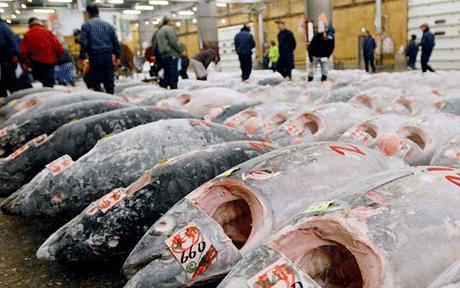 Добро пожаловать на крупнейший в мире рыбный рынок!