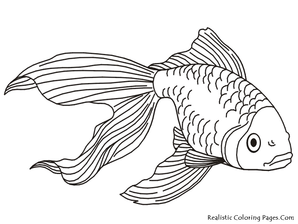 Goldfish Coloring Pages | Realistic Coloring Pages