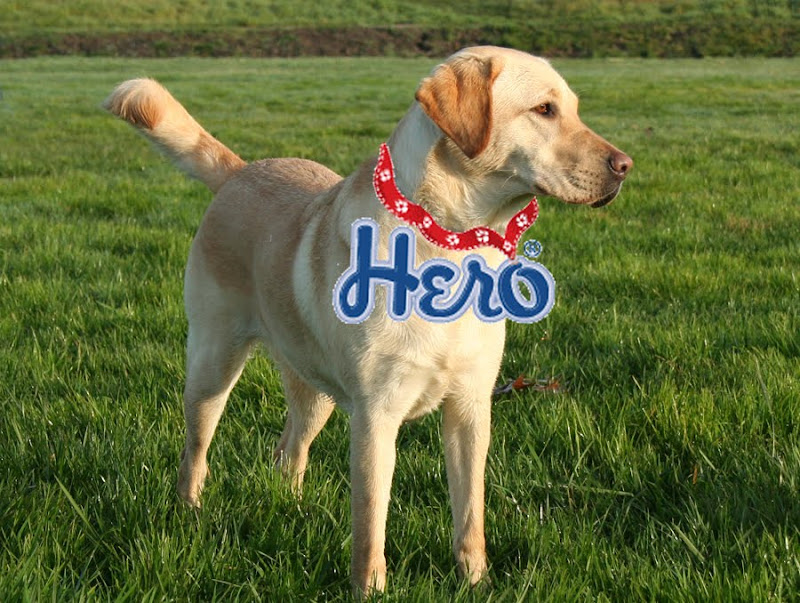 cabana standing in green grass field looking off to the side, wearing a photoshopped ribbon collar that says hero, it is the logo for the You're My Hero Dog site