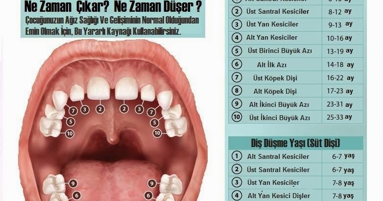 Confident Agiz Ve Dis Sagligi Cocugunuzun Disleri Ne Zaman Cikar Ne Zaman Duser