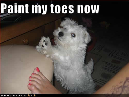 ... dogs featuring funny dog quotes famous dog quotes love dog quotes and ... dogs featuring funny dog quotes famous dog quotes love dog quotes and