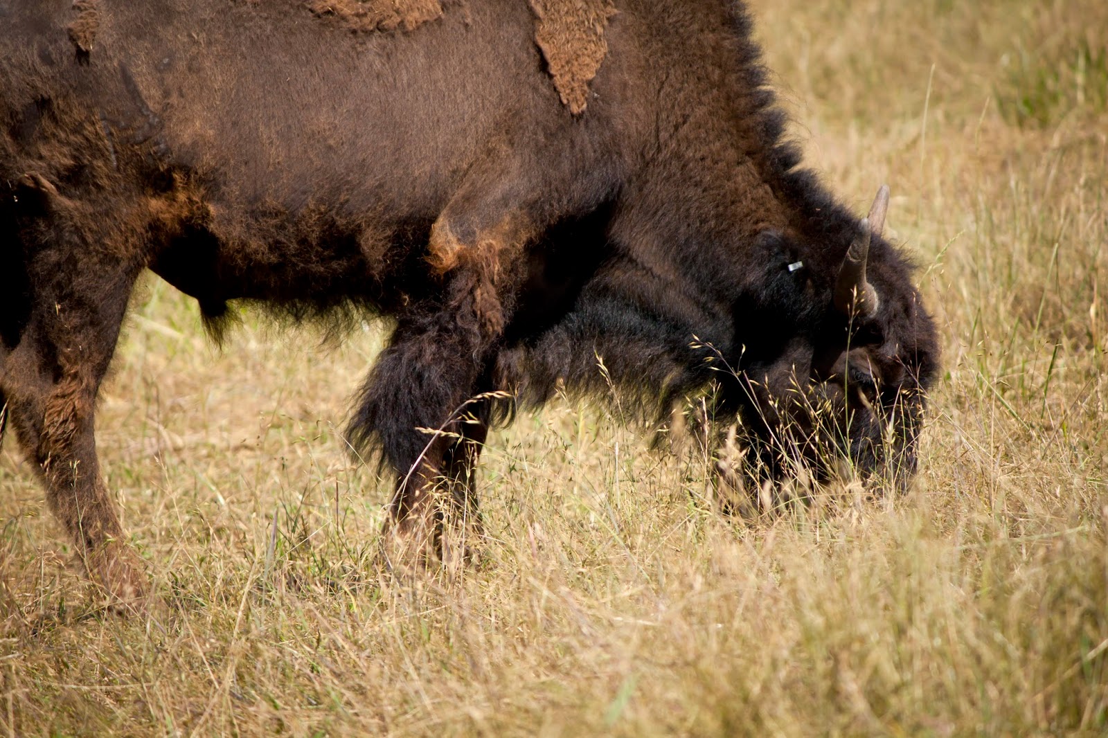 Bison Grazing on Southern Missouri Bison Ranch