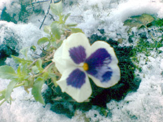 Blommande pensé i december