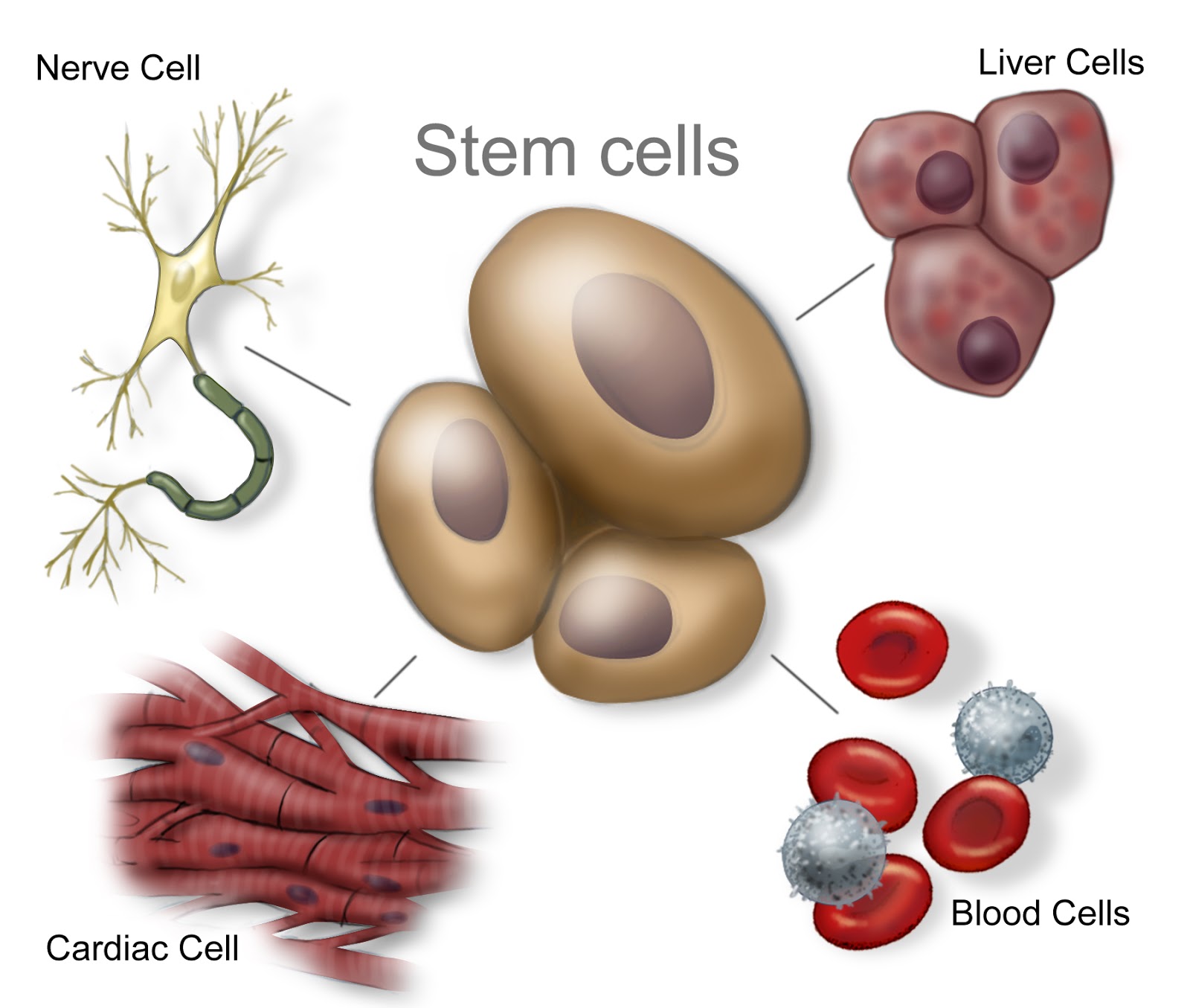 treatment for kidney disease Stem Cell technology for Chronic Kidney