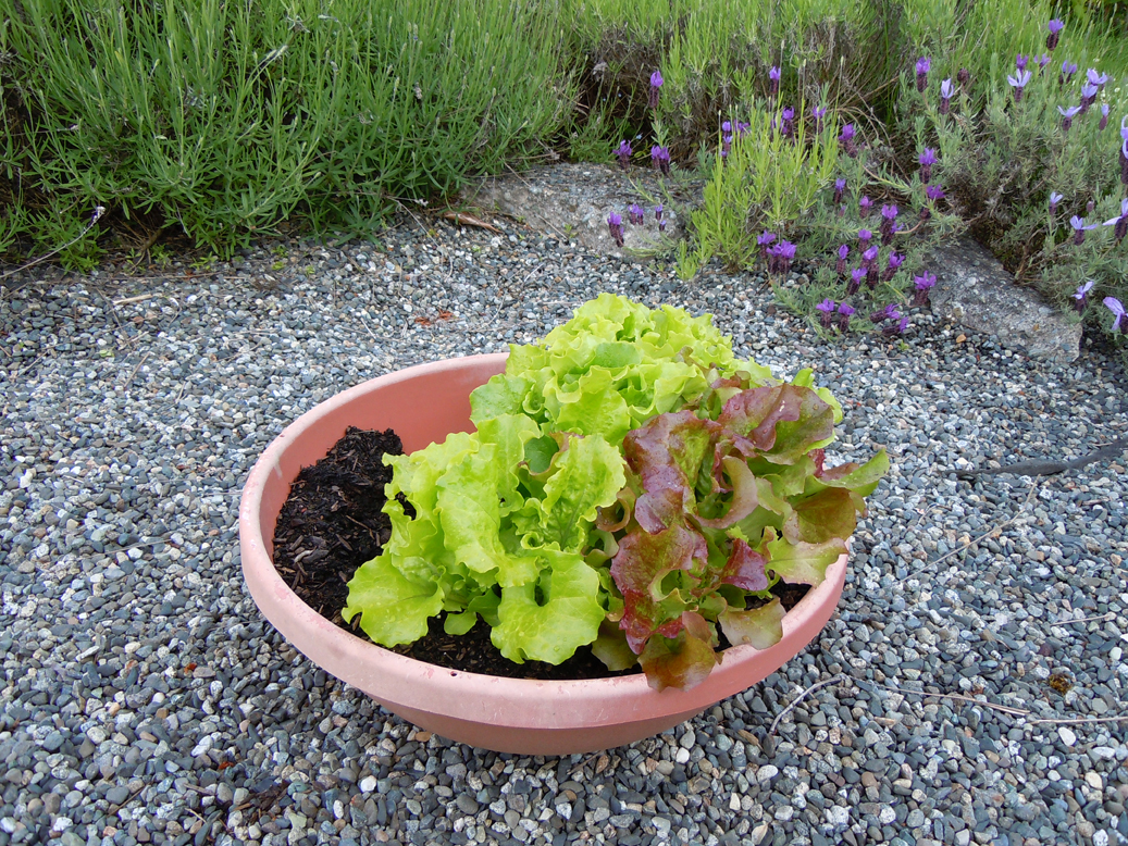 Laurel’s Studio Lots of Green Stuff