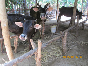 "Cattle Shed" on adjoining farm-house next to our cottage in Velas village.