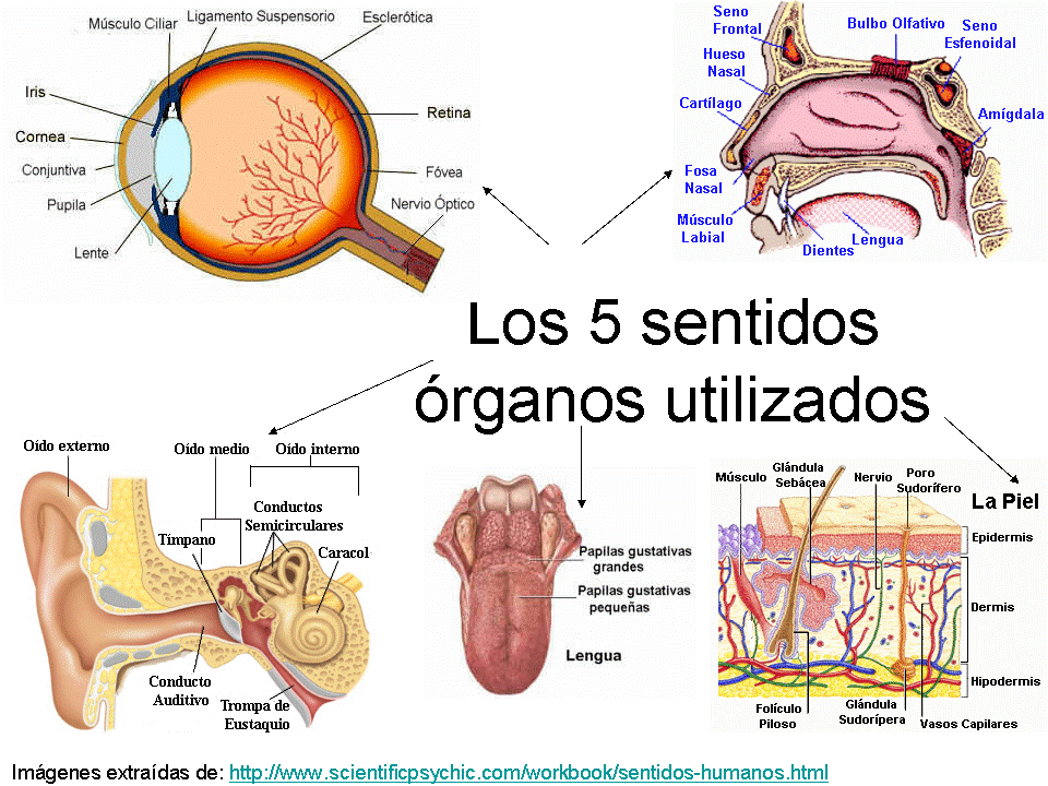 Con los cinco sentidos...