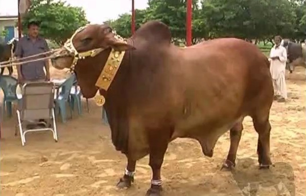 Shah+Cattle+Farm+Cow Shah Cattle Farm Bull King 2,Shah Cattle farm,Shah Cattle Farm bulls ...