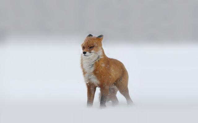 Red fox in a snowstorm wallpaper