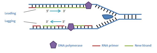 dna polymerase