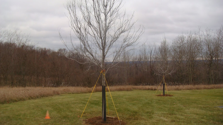 Future Shade Trees