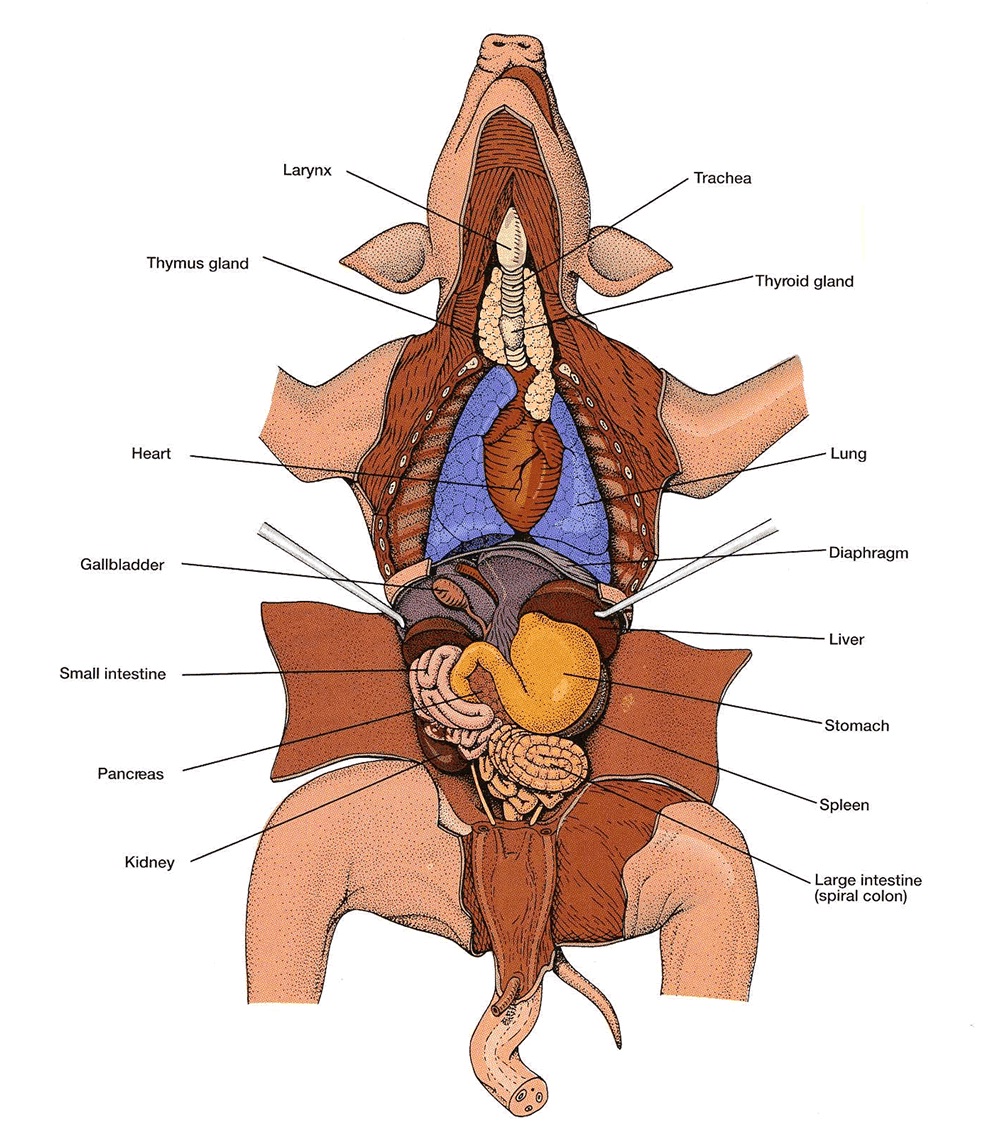 Biology A&P Lab (Columbia State): Dissection of Fetal Pig