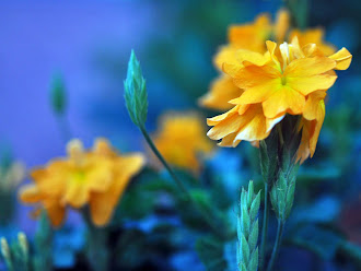 Crossandra Infundibularis - the firecracker flower