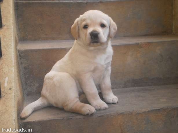show quality labrador puppy
