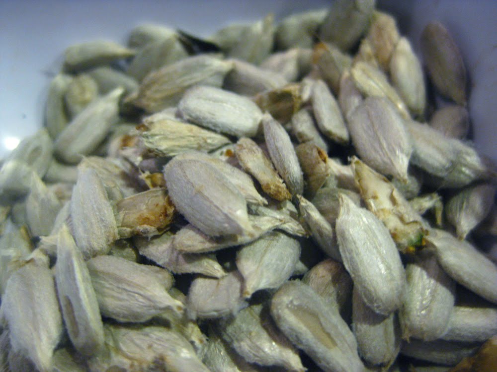 The General Farmer Processing Sunflower Seeds