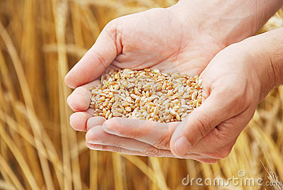 el espiritu del trigo