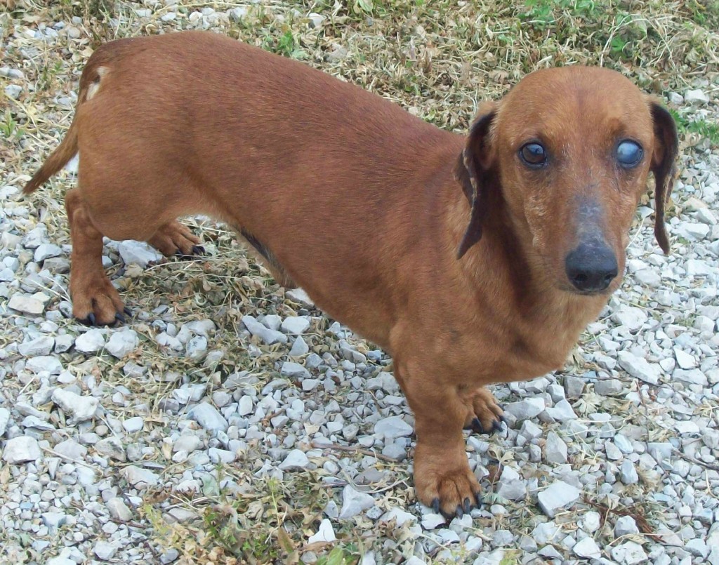 Shelter Dogs In Need of Rescue XX URGENT!! MO, Cabool Senior Blind in