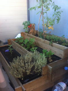 potager balcon pour les nuls