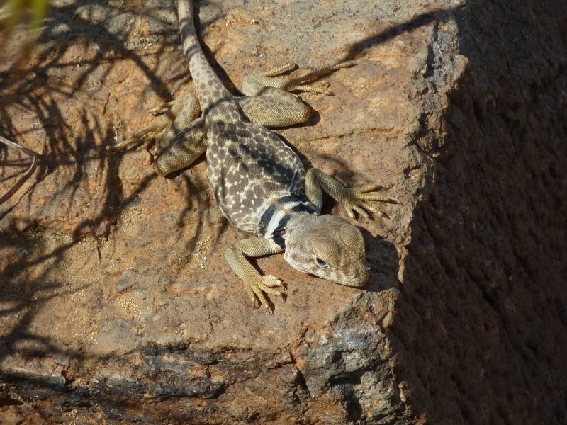 Trailing Ahead A collared lizard in the Spanish Springs Canyon, Nevada