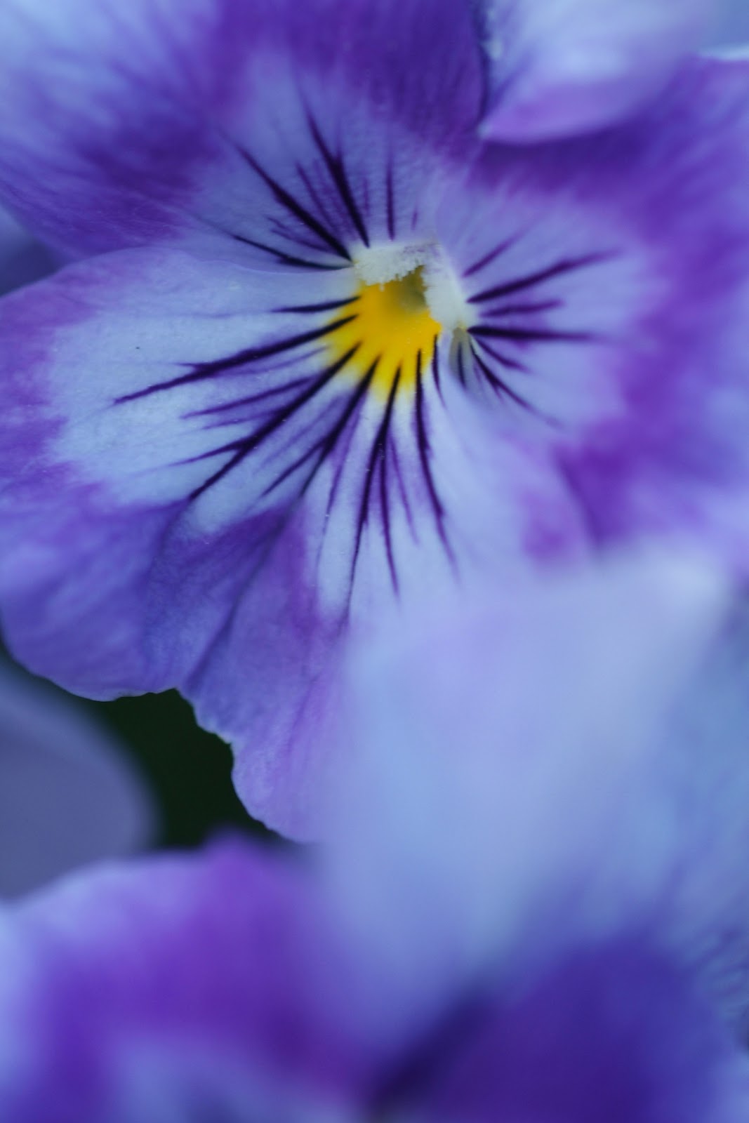 Crabapple LandscapExperts Planning Annual Flowers for Winter Color