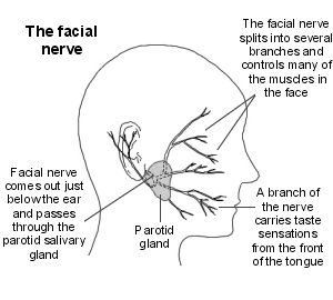 Steroid use in bell's palsy