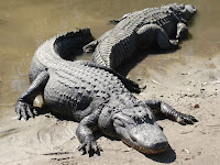 Alligator Images