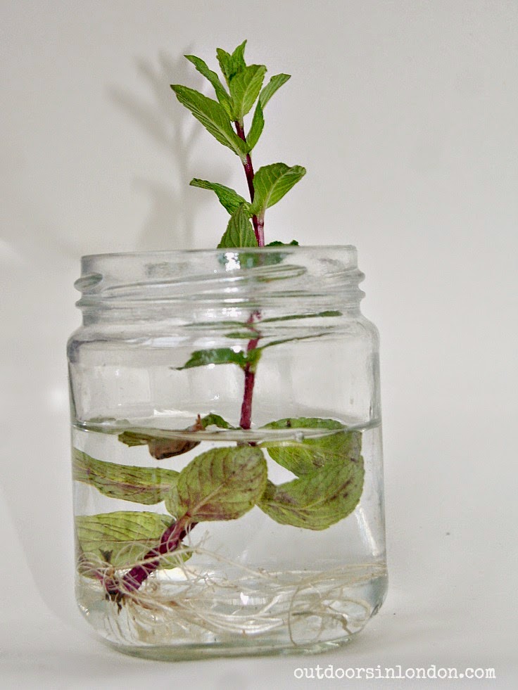 Growing Mint Experiment