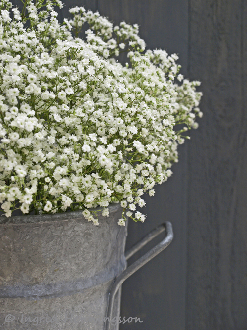 ...OF SPRING AND SUMMER... Floral Favourites 1 Gypsophila Baby