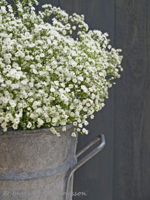 bouquet of gypsophila