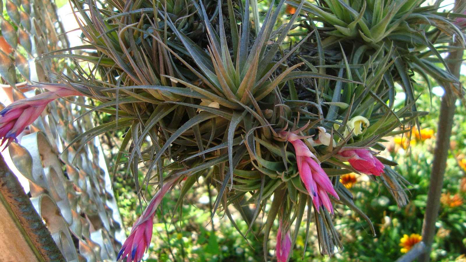 Floresamatxo. Todo sobre las Flores consejos para cuidar tus flores y