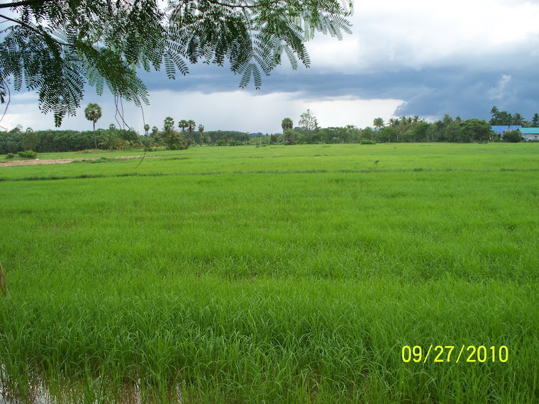 Sangyod rice field