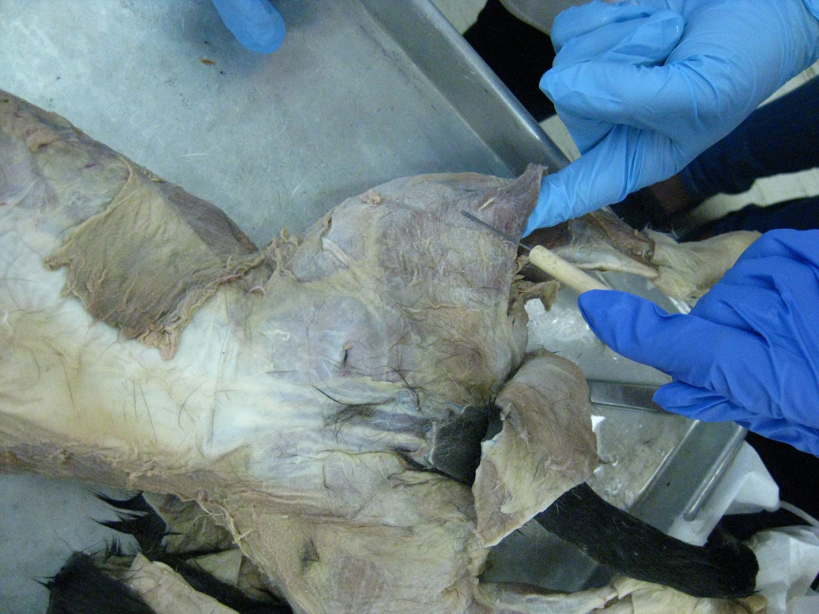 Kitty Cadaver: Cat Muscles - biceps femoris (1 of 3 in "hamstring