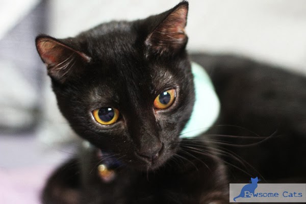 Prayers For The Pawsome Cats Family Pawsome Cats