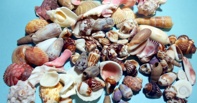 castaway paradise shells list castaway paradise shells list