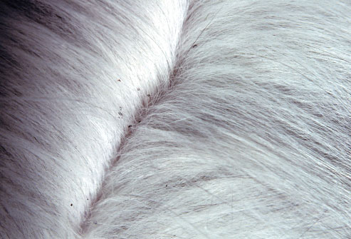 Pet Flea