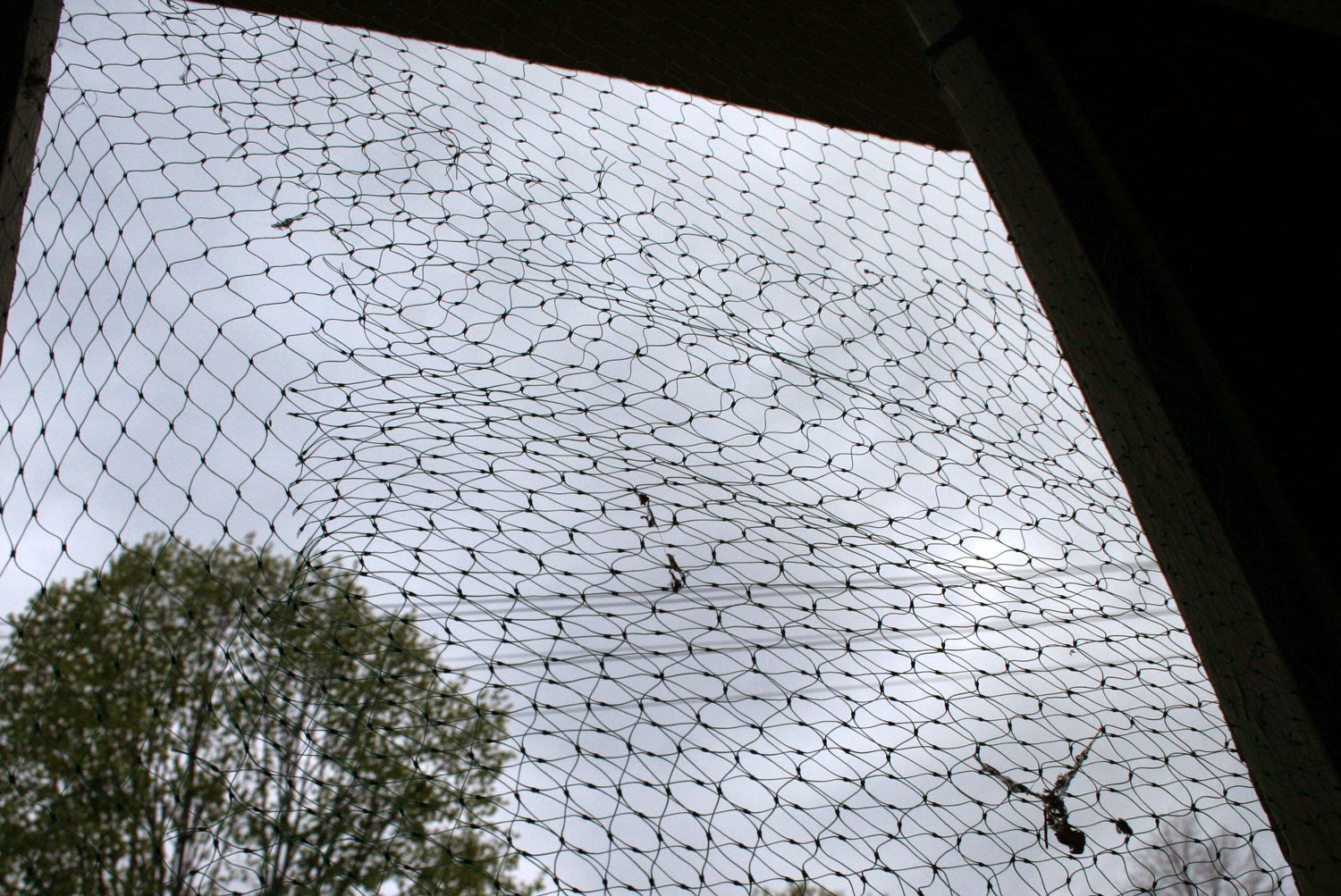 Trying to stop the birds getting in Trying to stop the birds getting in