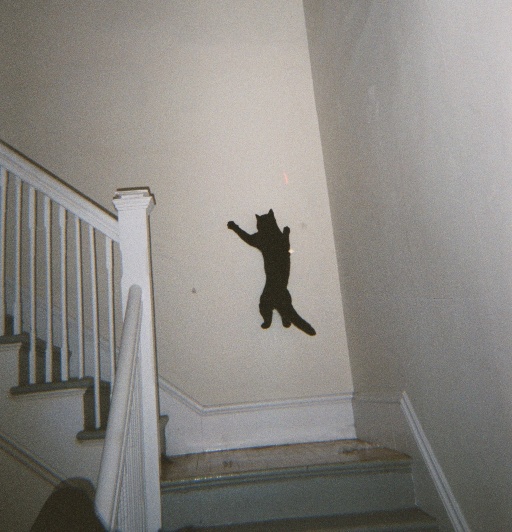 I'm on your wall... Climbing Funny Cat Pictures