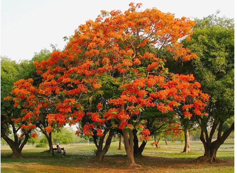 tropicalia: "acácias rubras em flor na cidades de Benguela