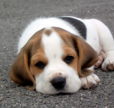 Beagle Dog Photo