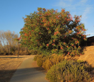 Pepper Tree at Larry Moore Park, ©B. Radisavljevic Pepper Tree at Larry Moore Park, ©B. Radisavljevic