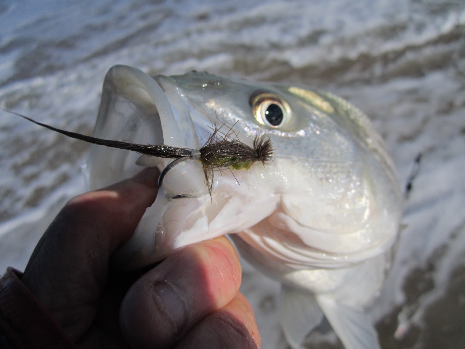 Rhode Island Striped Bass Cocahoe+Teasers=Schoolies+Hickory Shad