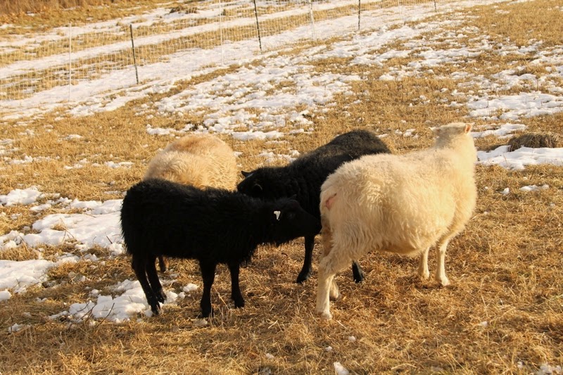 Ty checks out the Icelandic ewes at Litengård - Little Farm