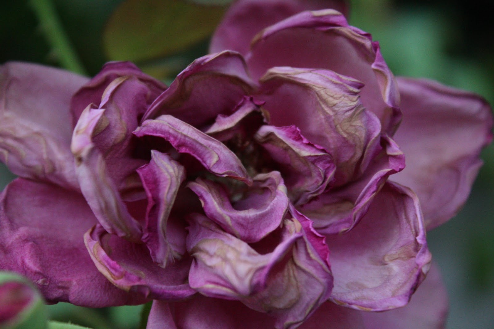Fading Flowers Garden - Wendys Hat