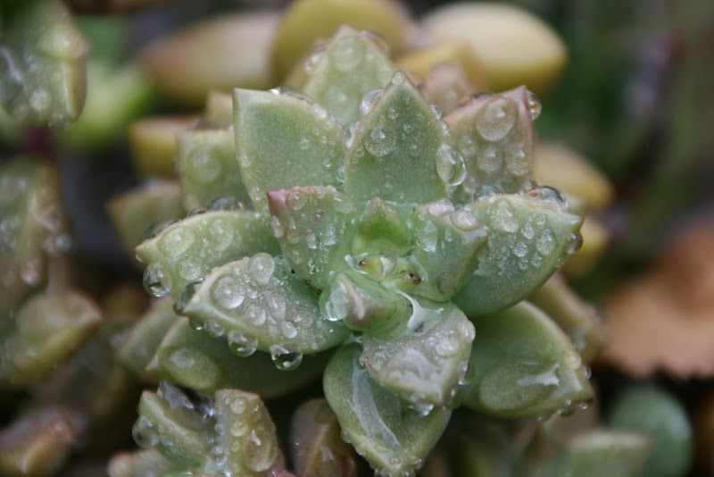 Can Succulents Survive Outside In The Winter - Can Succulents Survive The Winter Outdoors? Your Questions Answered