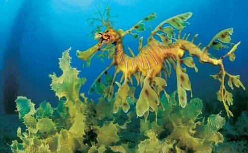 dragon de mar