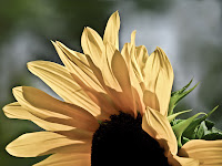 Soft, Sunny Sunflower - Nature Photography