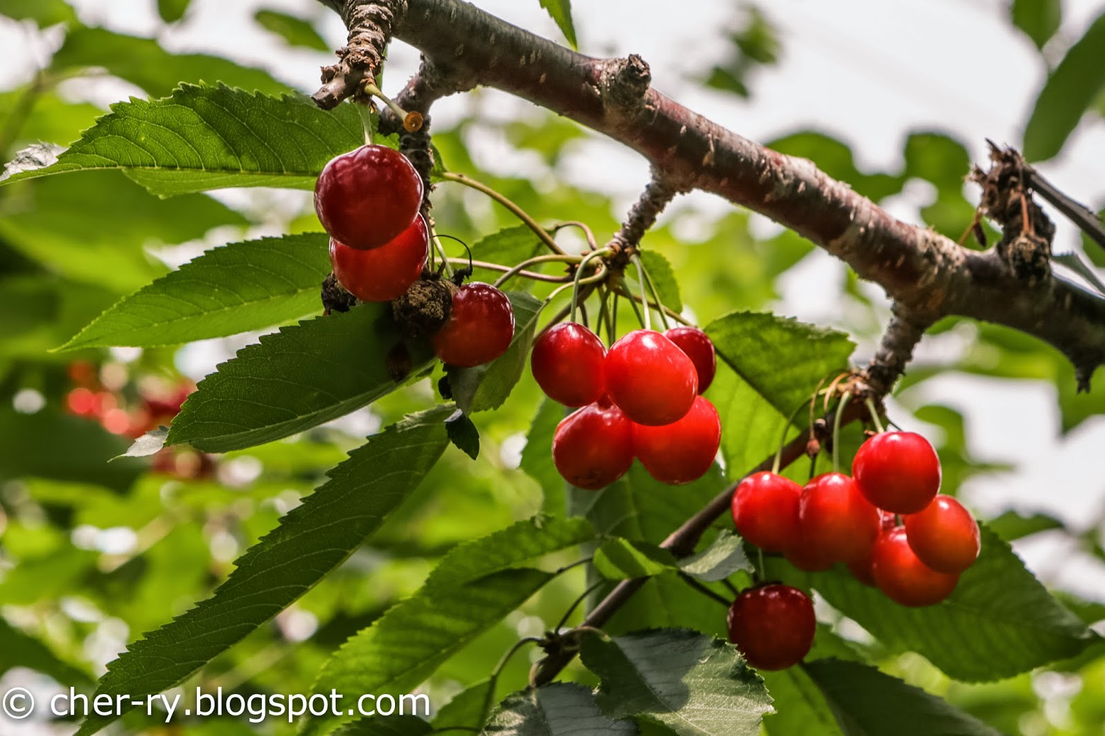 Life of a Lil Notti Monkey Cherry Picking Cherries, Hokkaido