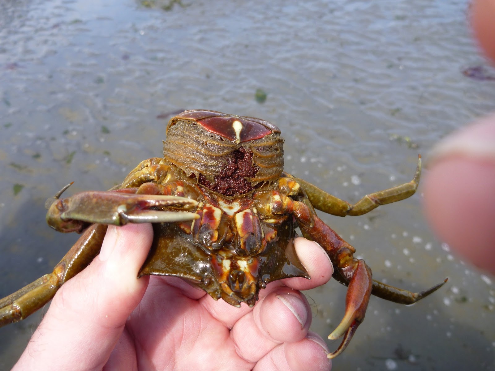 Buzz's Marine Life of Puget Sound: Apr 27, 2013