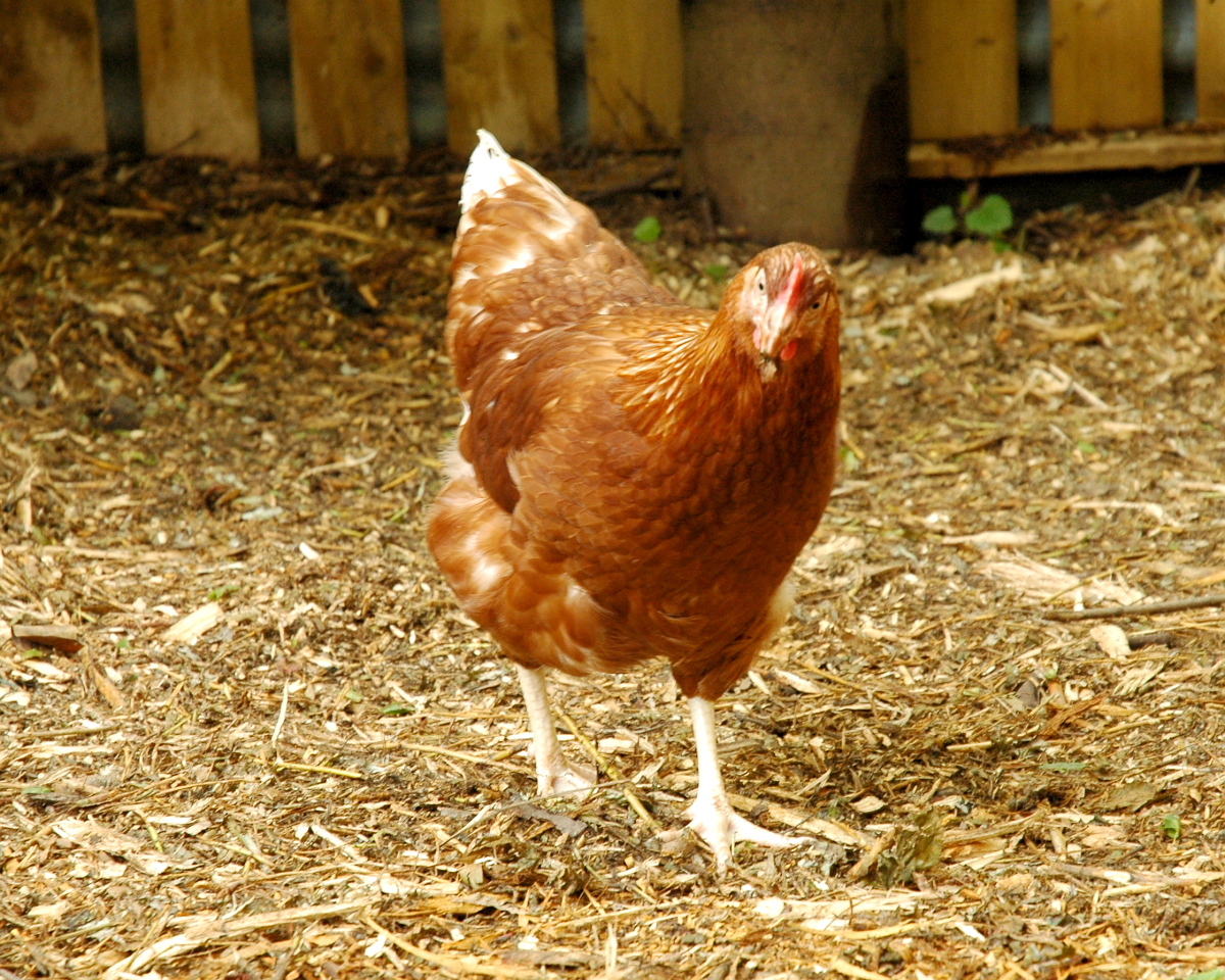 chickenns chickenns